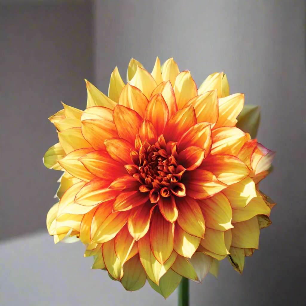 Dazzling Magic dahlia bloom in a vase