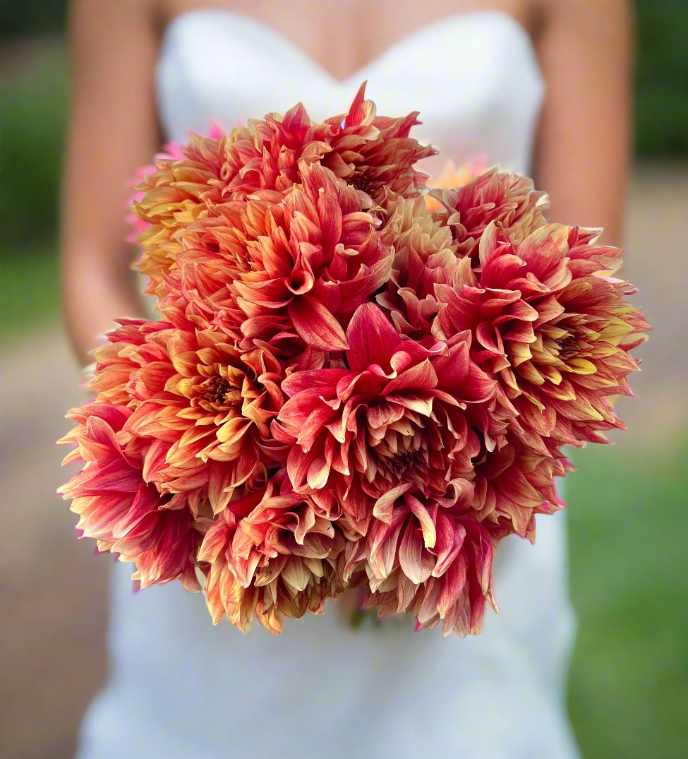 dazzling magic dahlia bouquet hel by a bride at a wedding