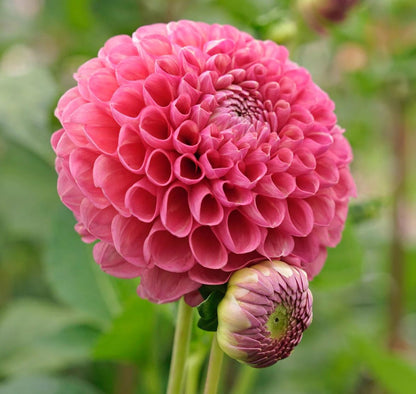 Jowey Frambo Ball Dahlia