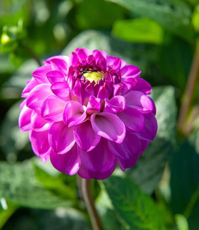 Salvation Ball Dahlia