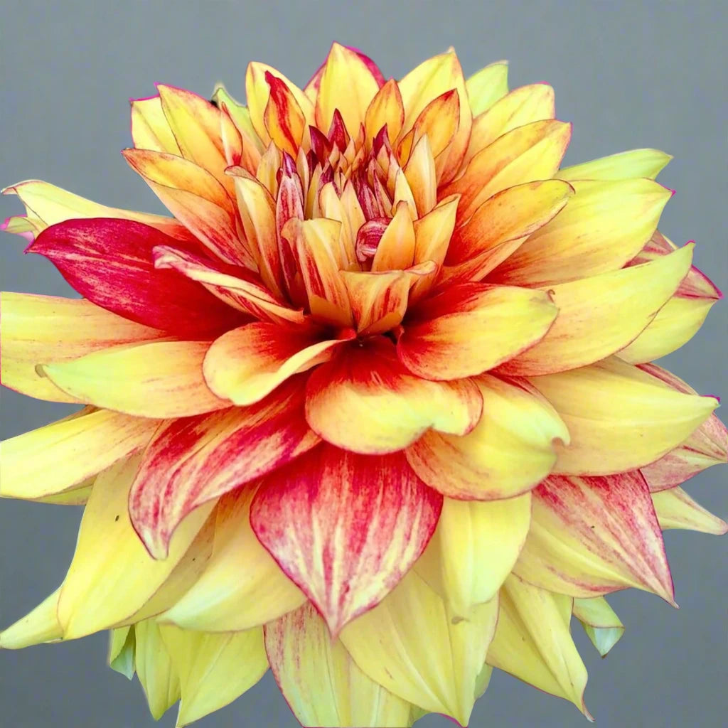 Close-up of 'Dazzling Magic' Dahlia flower showcasing vibrant yellow petals with red accents.