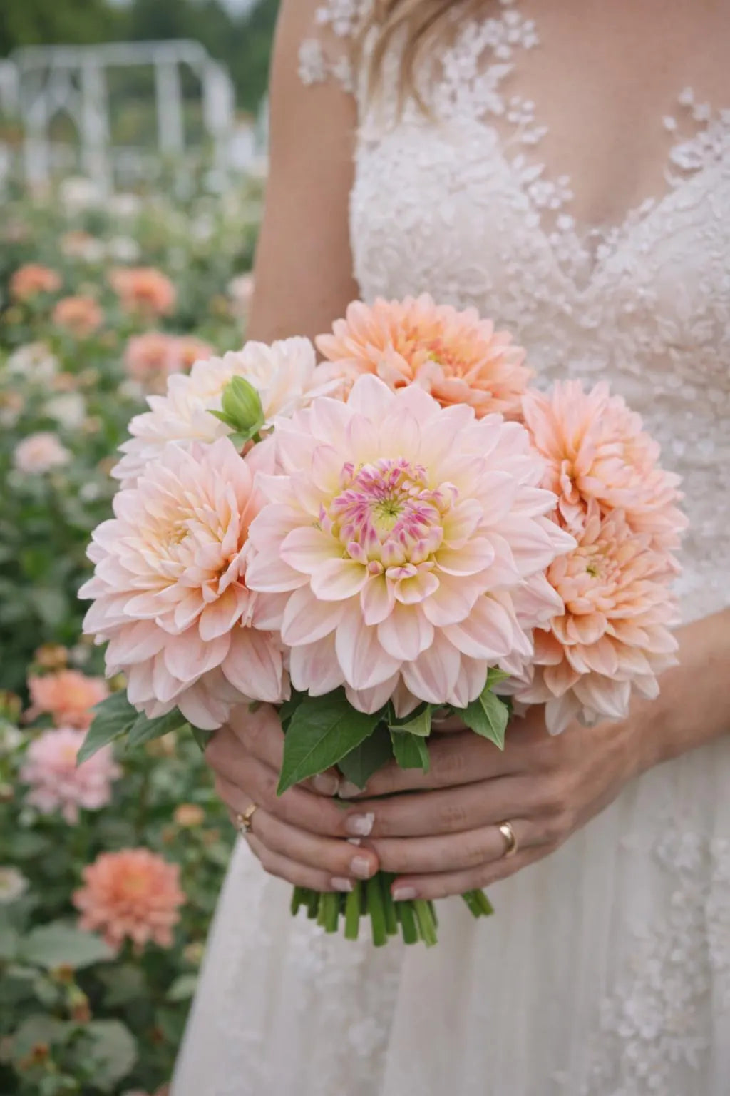 Diana's Memory Dahlia Tuber | *PREORDER Spring 2026 * | Blue Buddha Farm