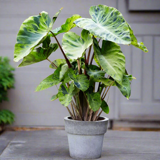 Potted Mojito Elephant Ear in bloom showcasing vibrant medium green leaves with striking dark purple flecks.