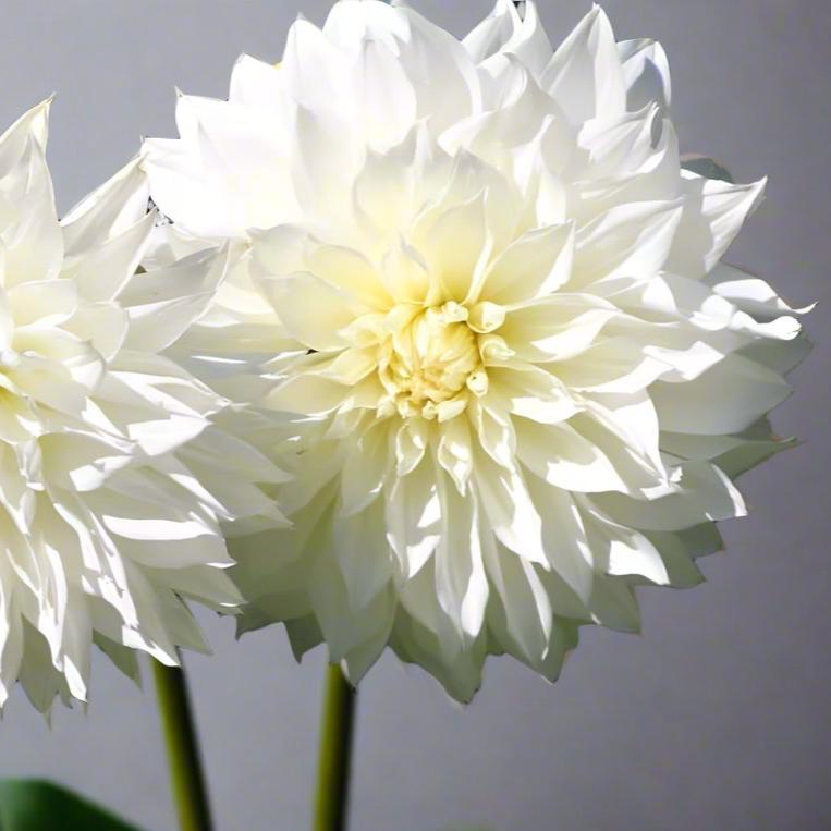 Close-up of Dahlia 'Fleurel',