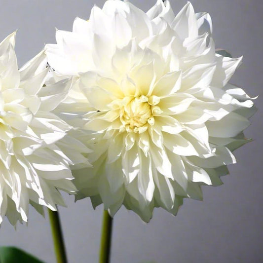 Close-up of Dahlia 'Fleurel',