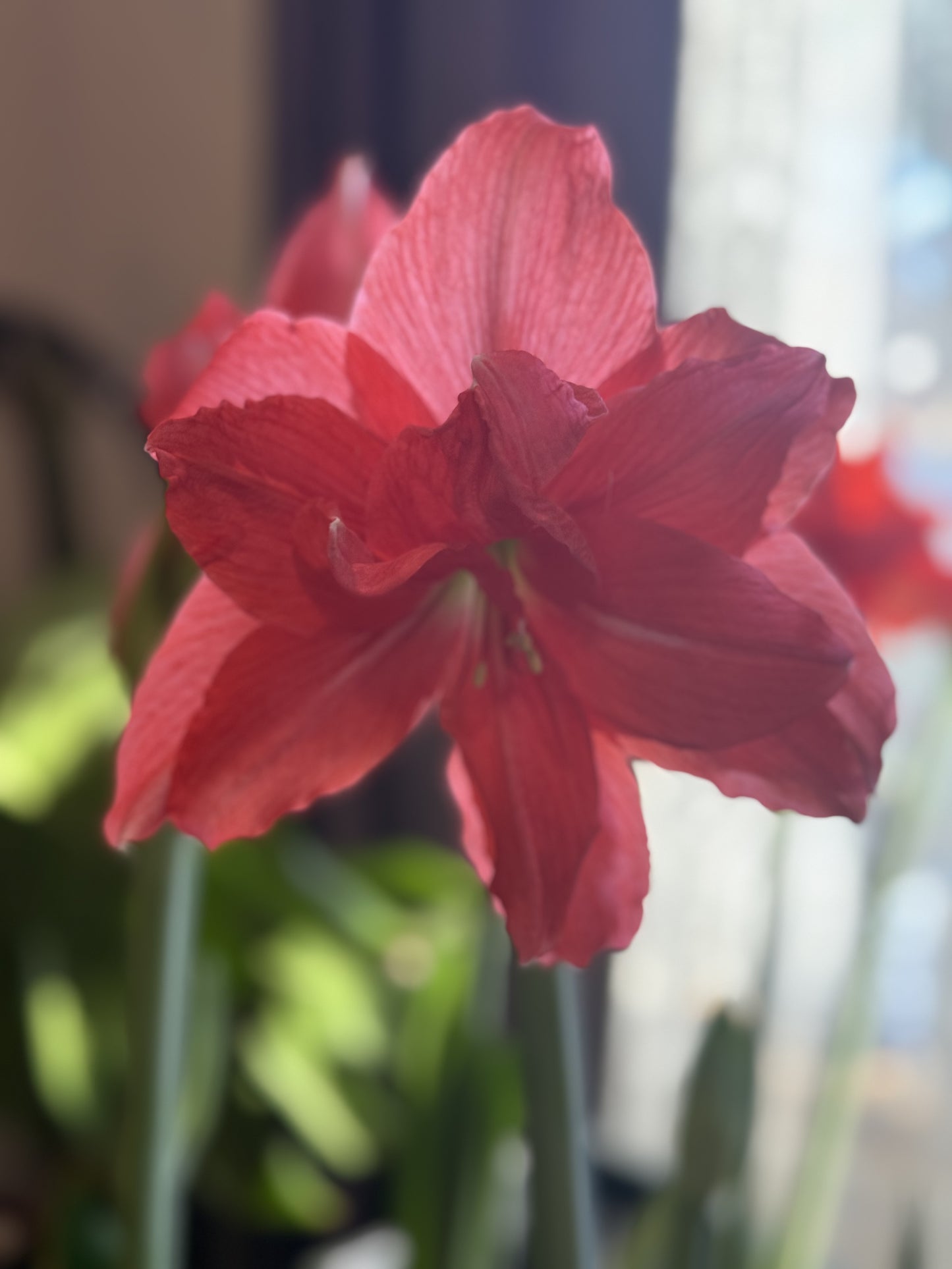 Single ballerina amaryllis from Blue Buddha Farm, displayed in a decorative pot with vibrant pink petals and a graceful shape