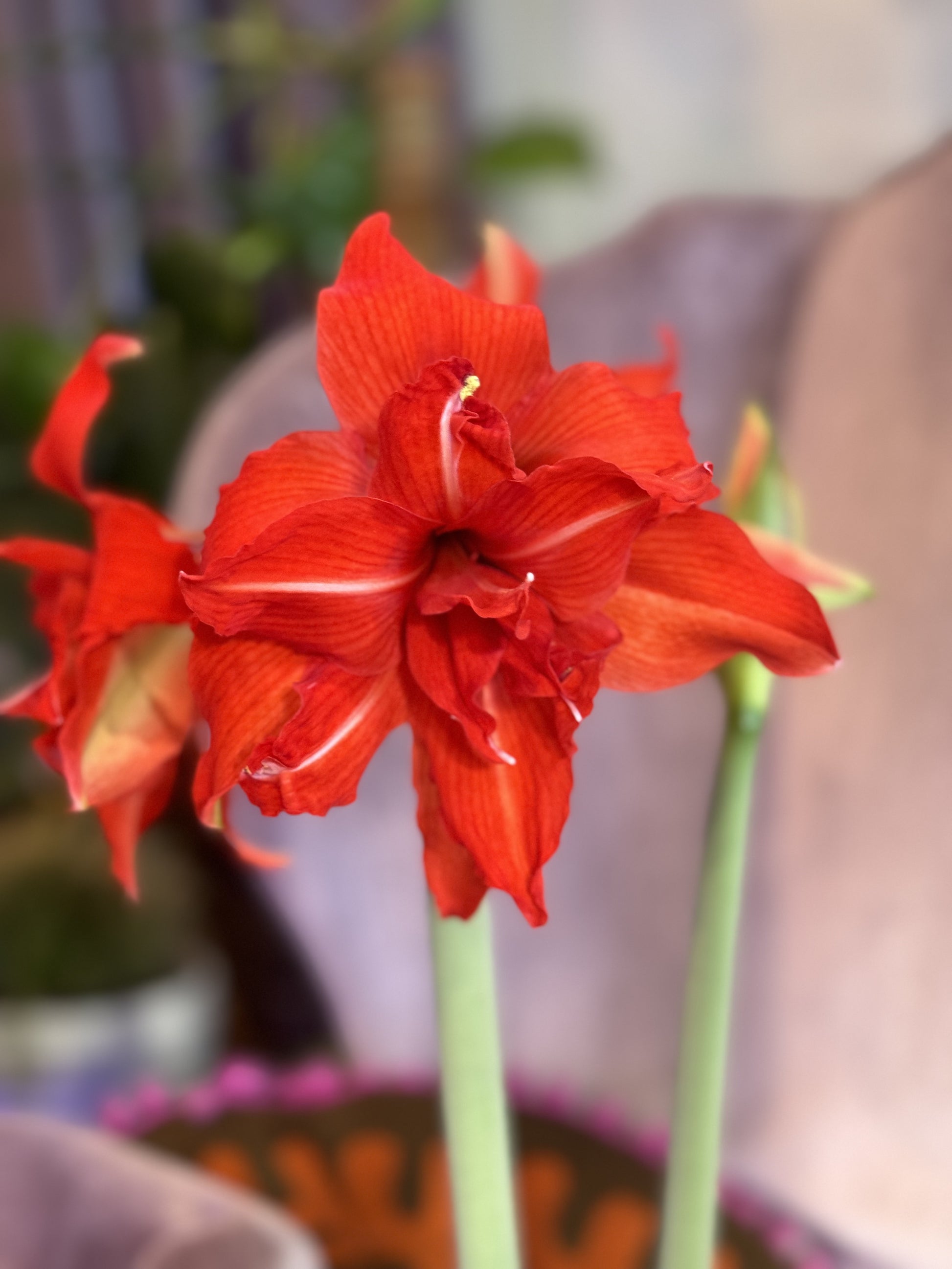 A stunning Fanfare Amaryllis from Blue Buddha Farm in full bloom, showcasing its vibrant red petals with white stripes that create a captivating visual display against a lush green background.