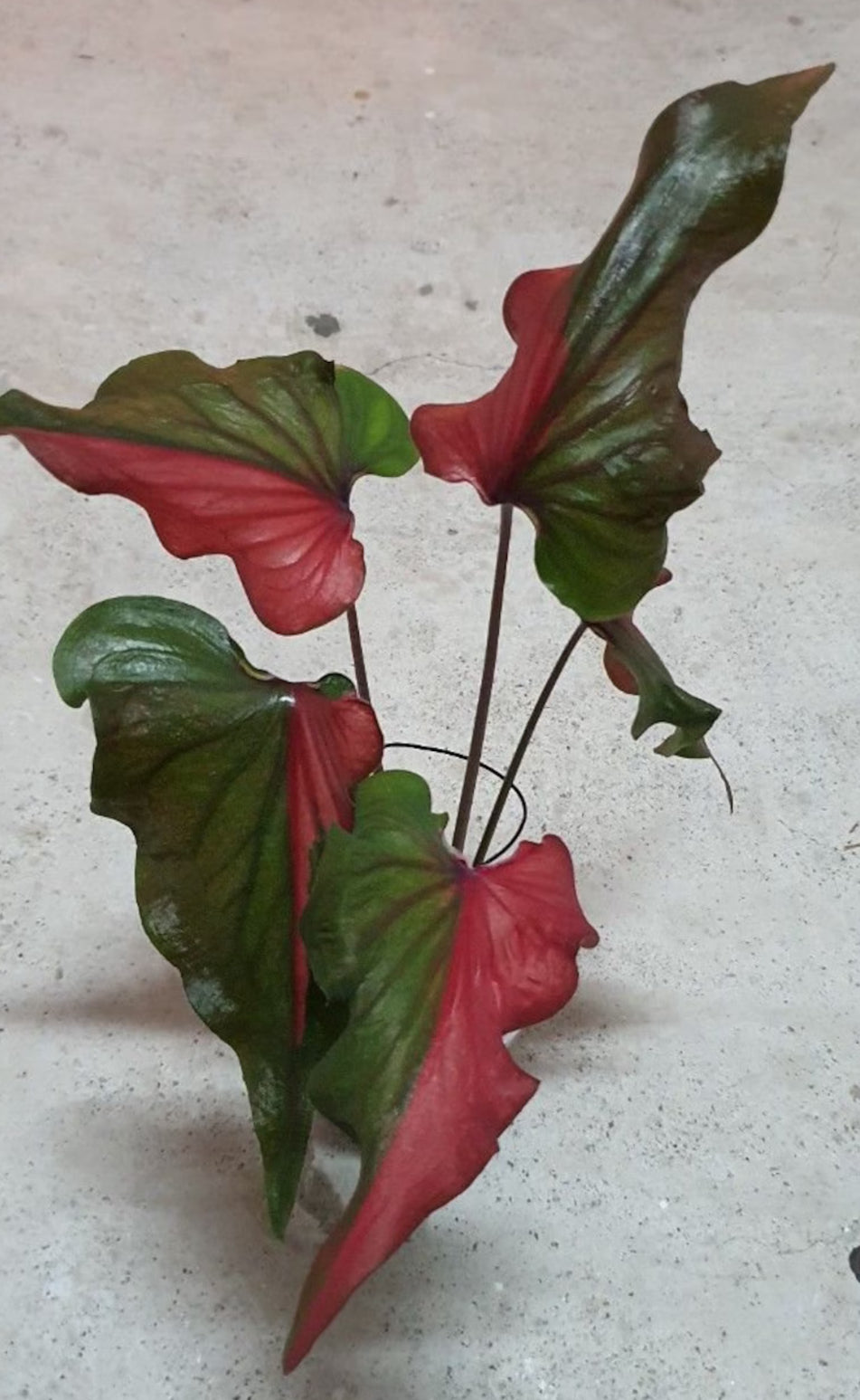 'Harrison Strap' Caladium – Color Evolution Spectacle (2 Bulbs) - Blue Buddha Farm