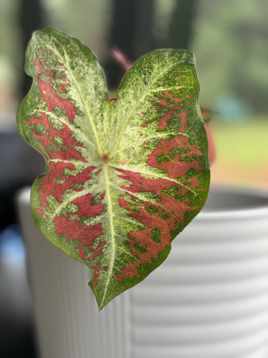 'Mesmerized' Caladium – Radiant Reddish Orange Spectacle (2 Bulbs) - Blue Buddha Farm