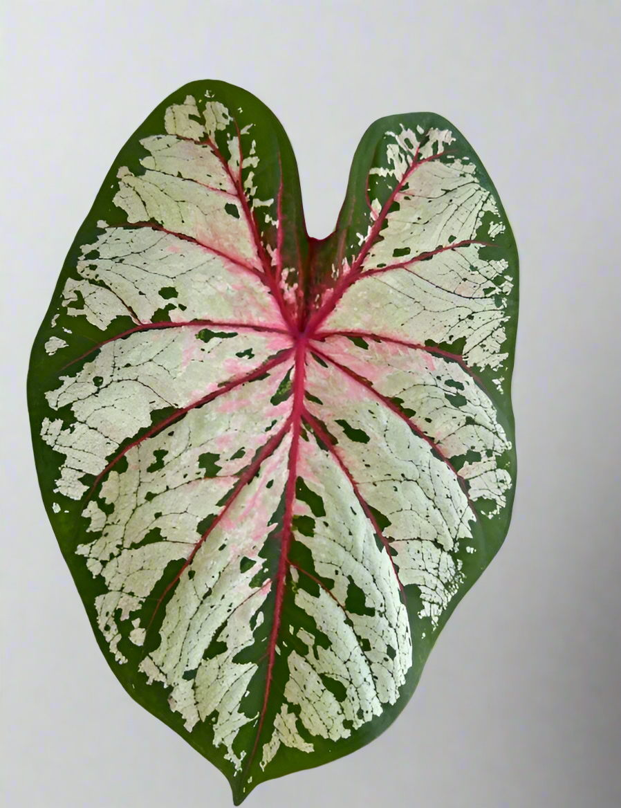 'Cherry Blossom' Caladium Size #1 (2 Bulbs)