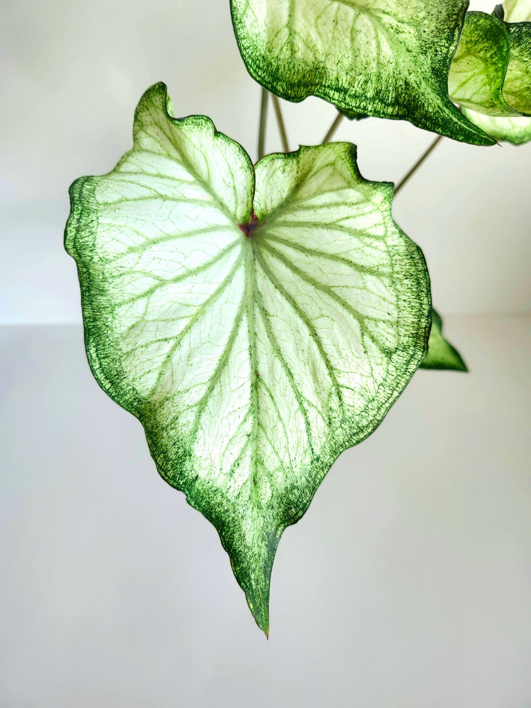 'High Society' Caladium - A Dazzling Display of Color and Light (2 Bulbs) - Blue Buddha Farm