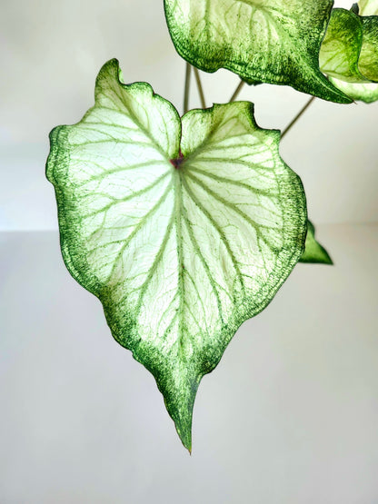 'High Society' Caladium - A Dazzling Display of Color and Light (2 Bulbs) - Blue Buddha Farm