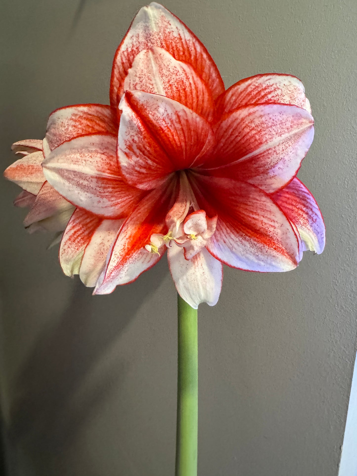 A vibrant Joker Amaryllis plant from Blue Buddha Farm displayed in an elegant indoor setting, the striking red and white blooms adding a lively and energetic touch to the space.