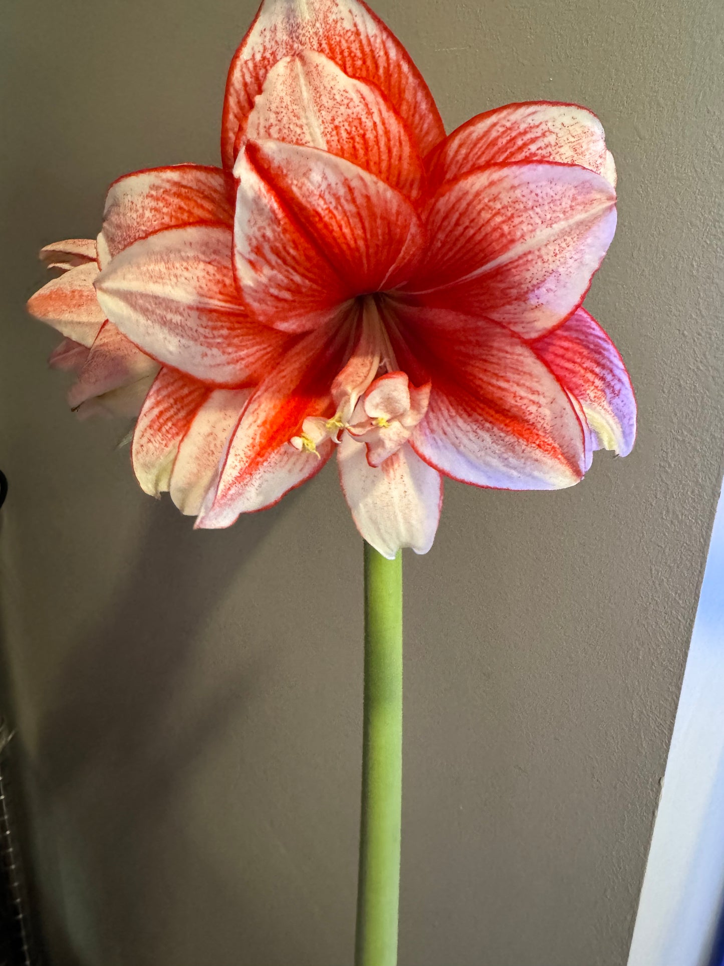 A stunning Joker Amaryllis plant from Blue Buddha Farm in a sunlit garden, with its vivid red and white petals radiating energy and character.