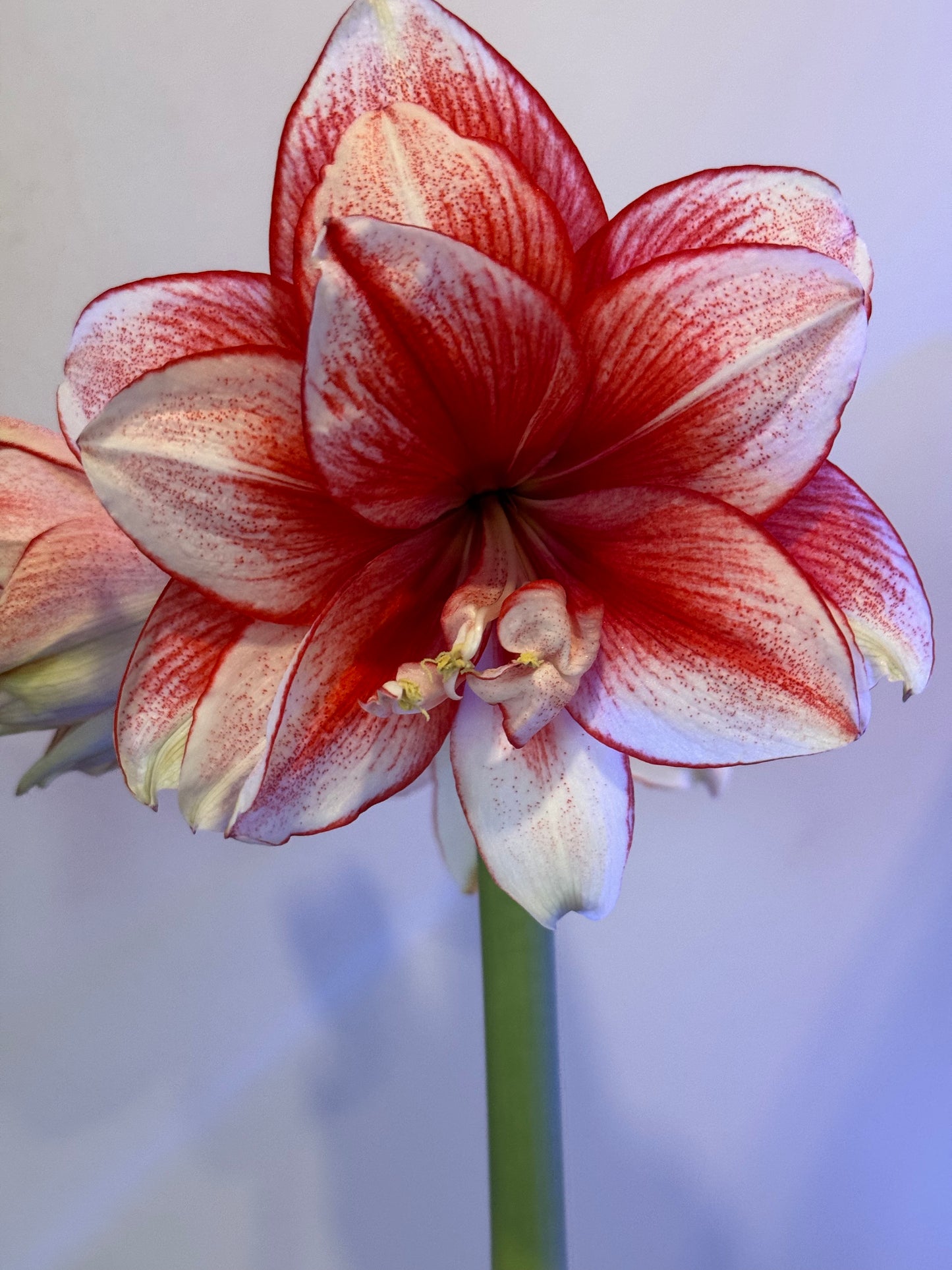 A beautifully styled bouquet featuring Joker Amaryllis from Blue Buddha Farm, the bold blooms paired with soft greenery for a visually captivating contrast.