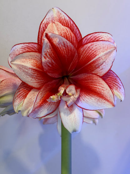 A close-up view of a Joker Amaryllis bloom from Blue Buddha Farm, highlighting its bold, alternating red and white petals with a dynamic, artistic flair.