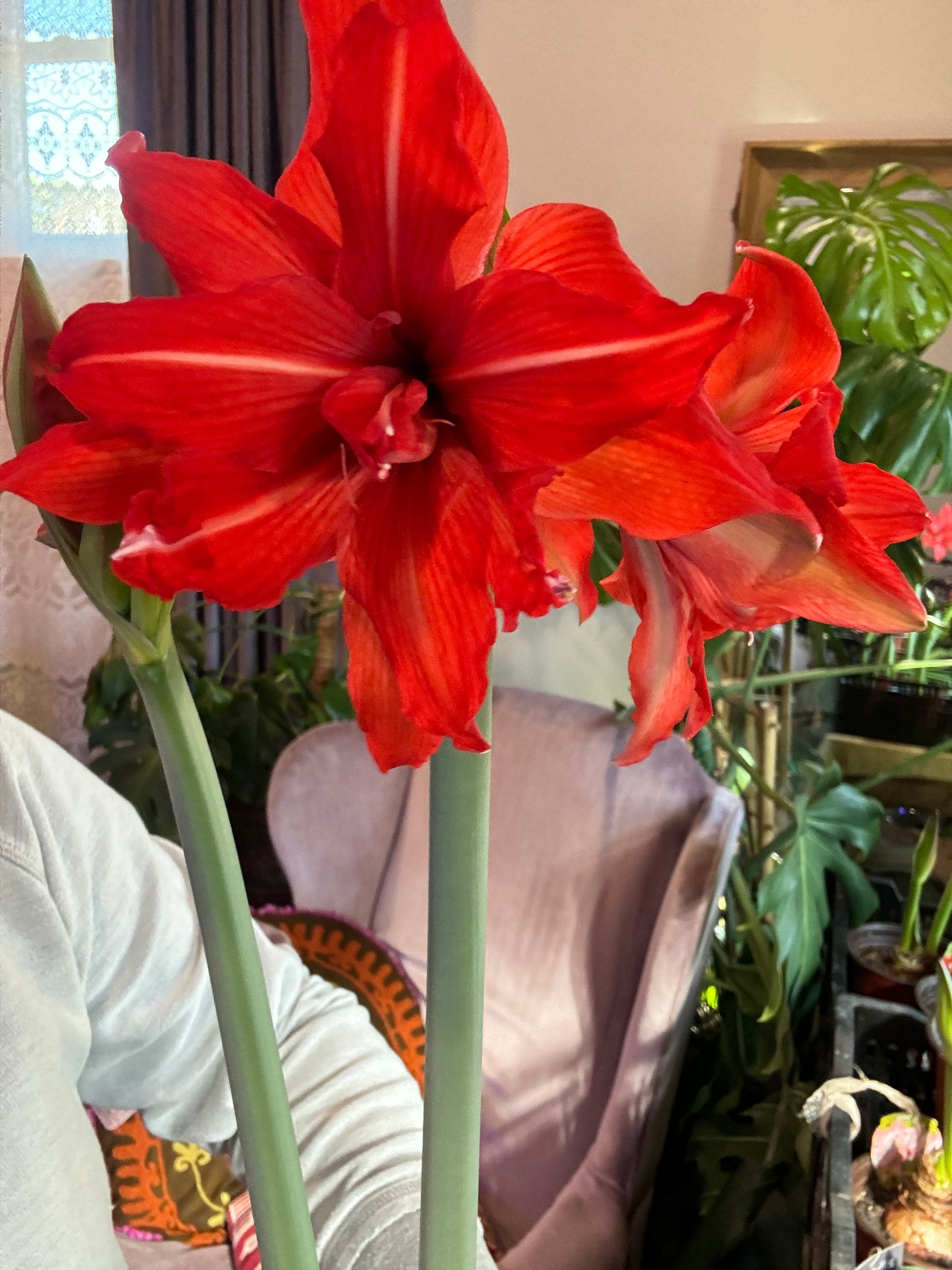 A Fanfare Amaryllis plant from Blue Buddha Farm basking in natural light, showcasing its bold red blooms and lush green leaves, creating an inviting and cheerful atmosphere.