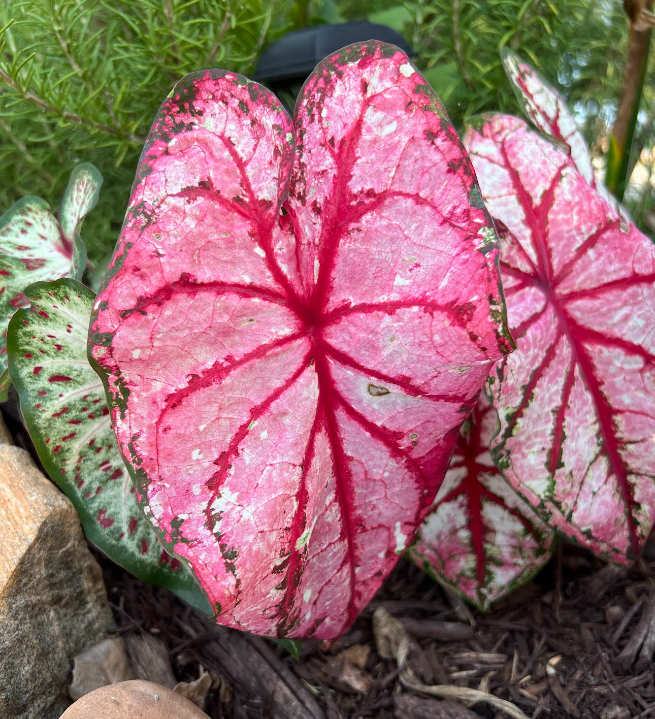 Red Caladium Bulb Mix – Bold & Beautiful Foliage Assortment