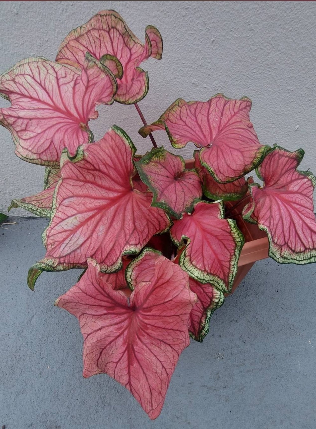 Red Caladium Bulb Mix – Bold & Beautiful Foliage Assortment