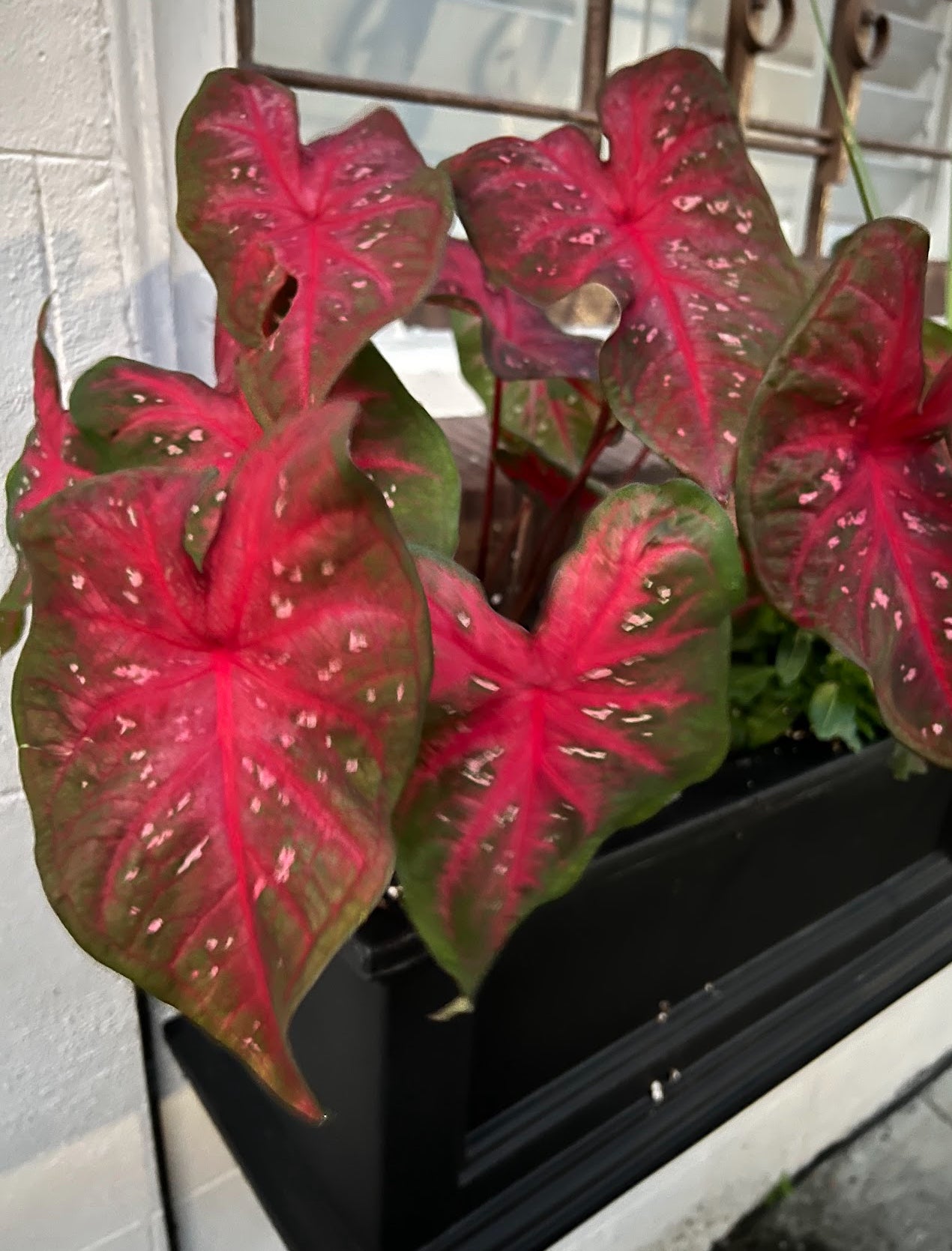 Red Caladium Bulb Mix – Bold & Beautiful Foliage Assortment