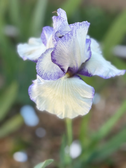 'Swerti' Bearded Iris