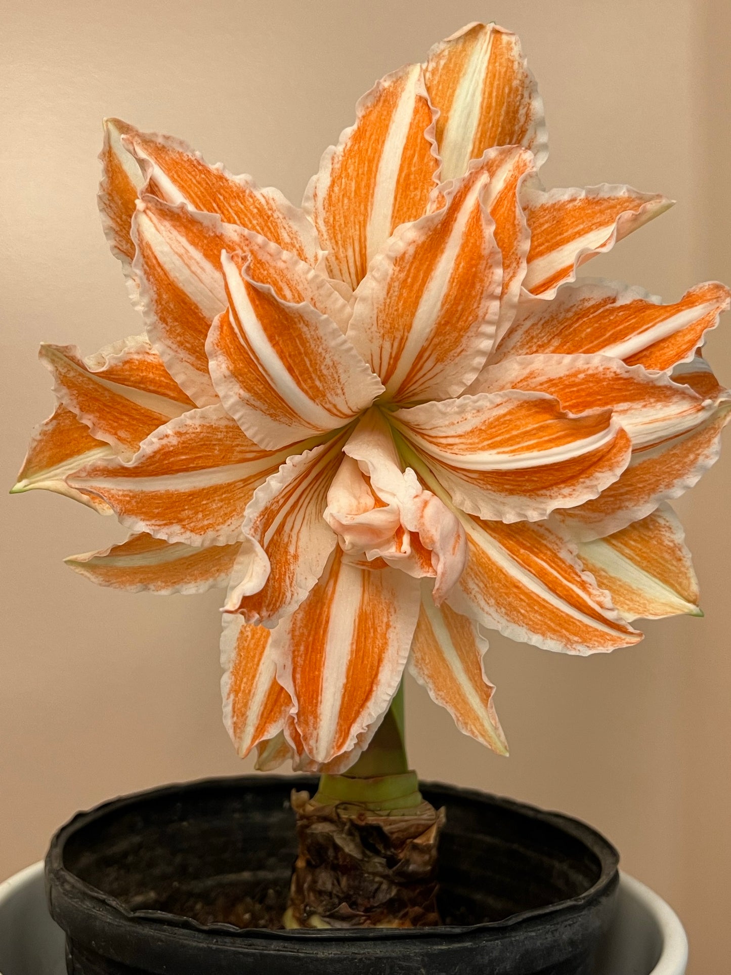 A Dancing Queen amaryllis plant from Blue Buddha Farm showcased in an indoor setting, its bold colors bringing warmth and a festive spirit to the decor.