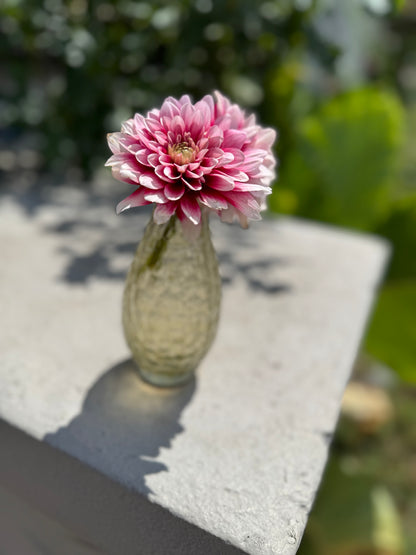 Dahlia ‘Strawberry Cream’ – A Coveted Bloom for Gardeners and Creatives