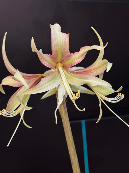 Amaryllis 'Juniper' Bulb 18/20 cm – Sonatini Hippeastrum Cream Yellow Flower