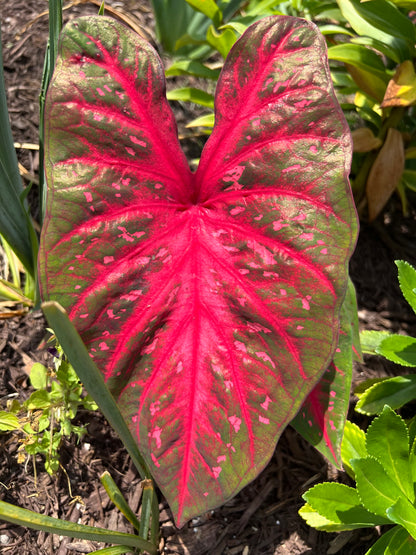 Red Caladium Bulb Mix – Bold & Beautiful Foliage Assortment