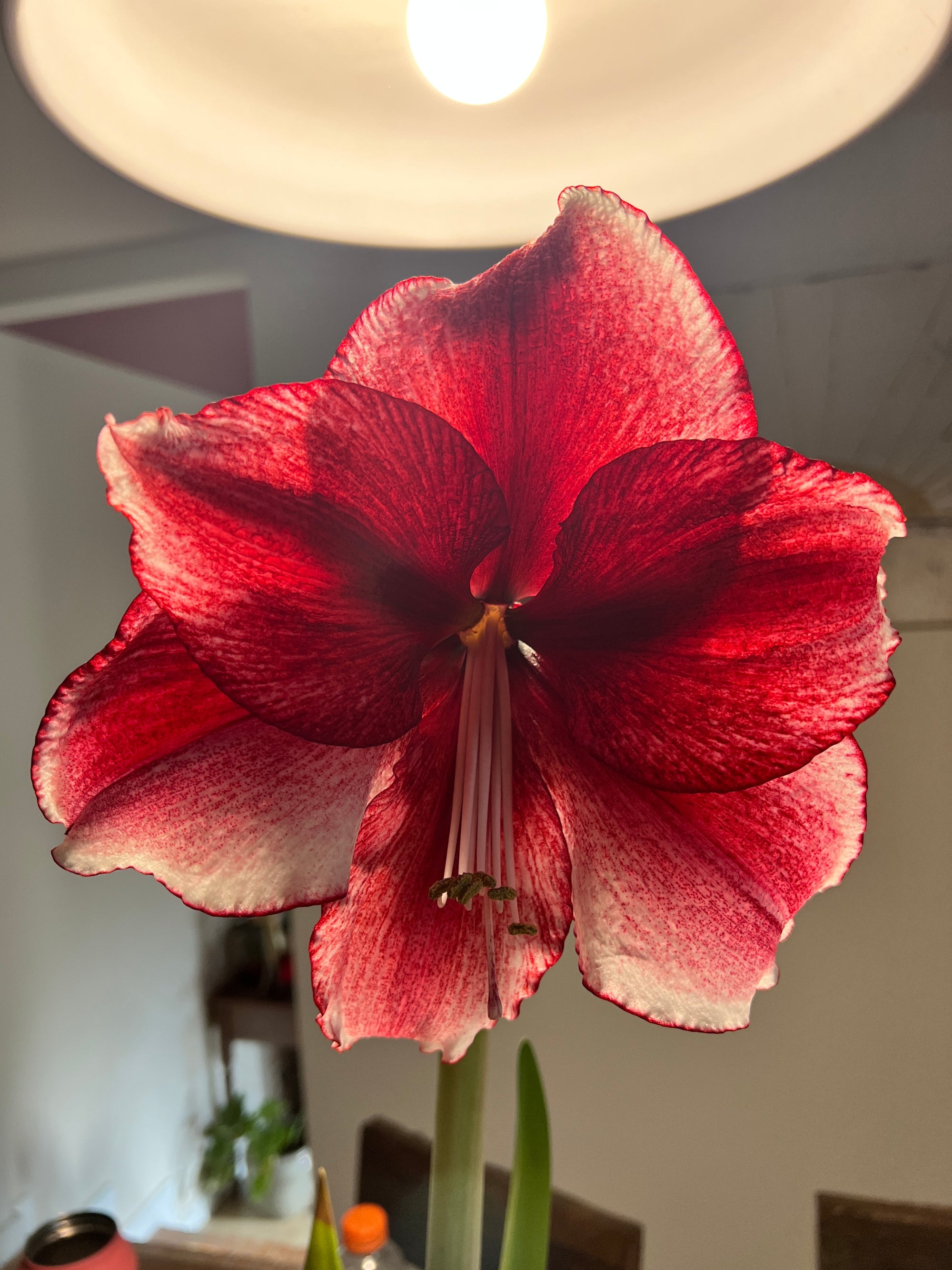 Amaryllis Daphne JUMBO