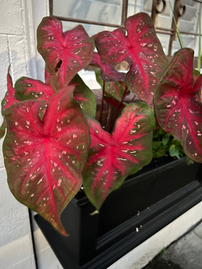 'Red Flash' Caladium – Majestic Red Elegance (2 Bulbs)