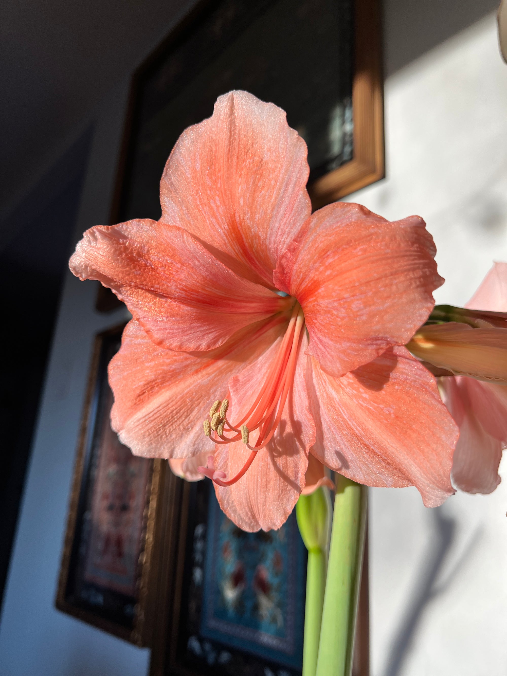Amaryllis Rilona Flower Bulb