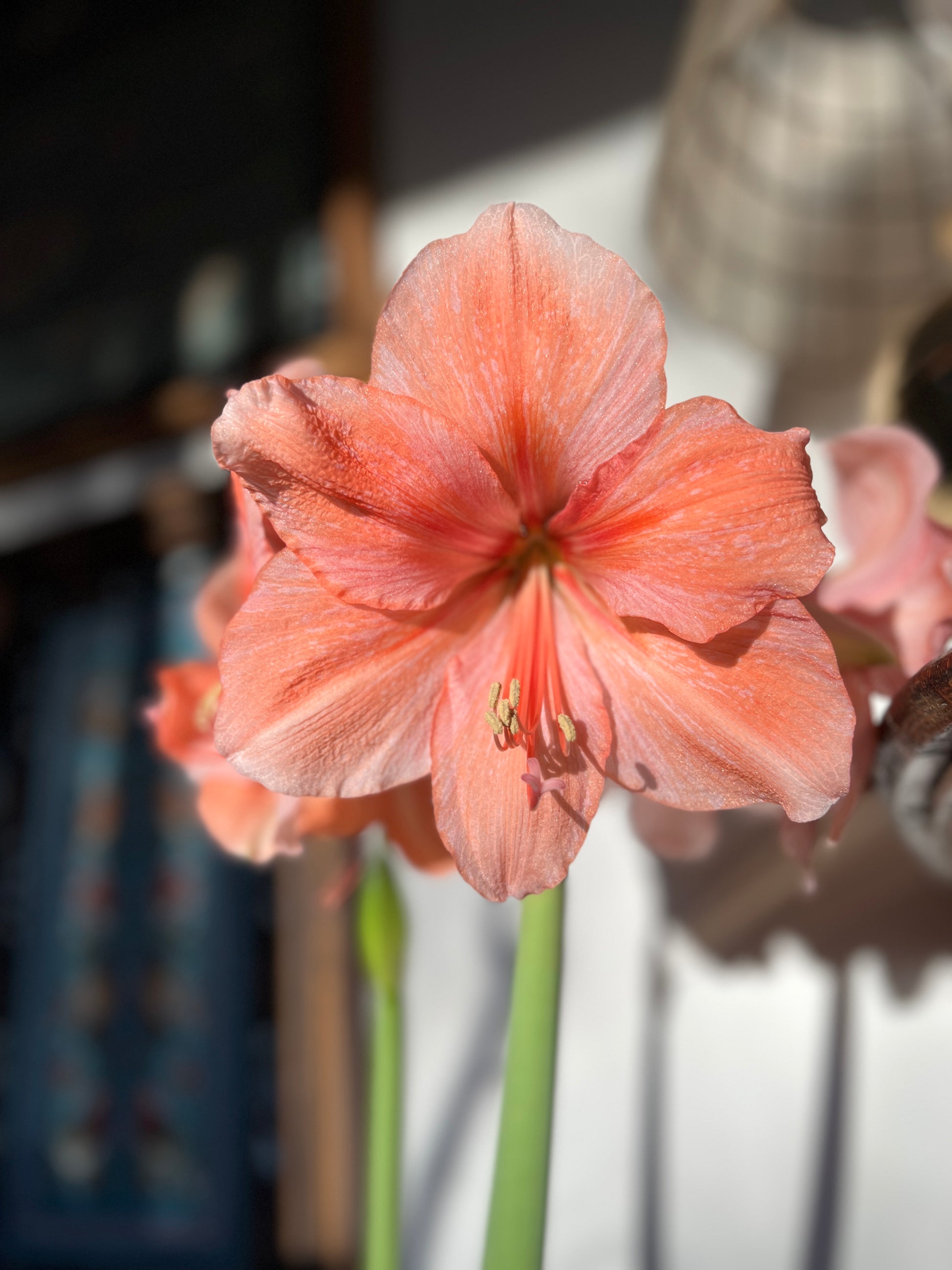 Amaryllis Rilona Bulb Jumbo - Blue Buddha Farm