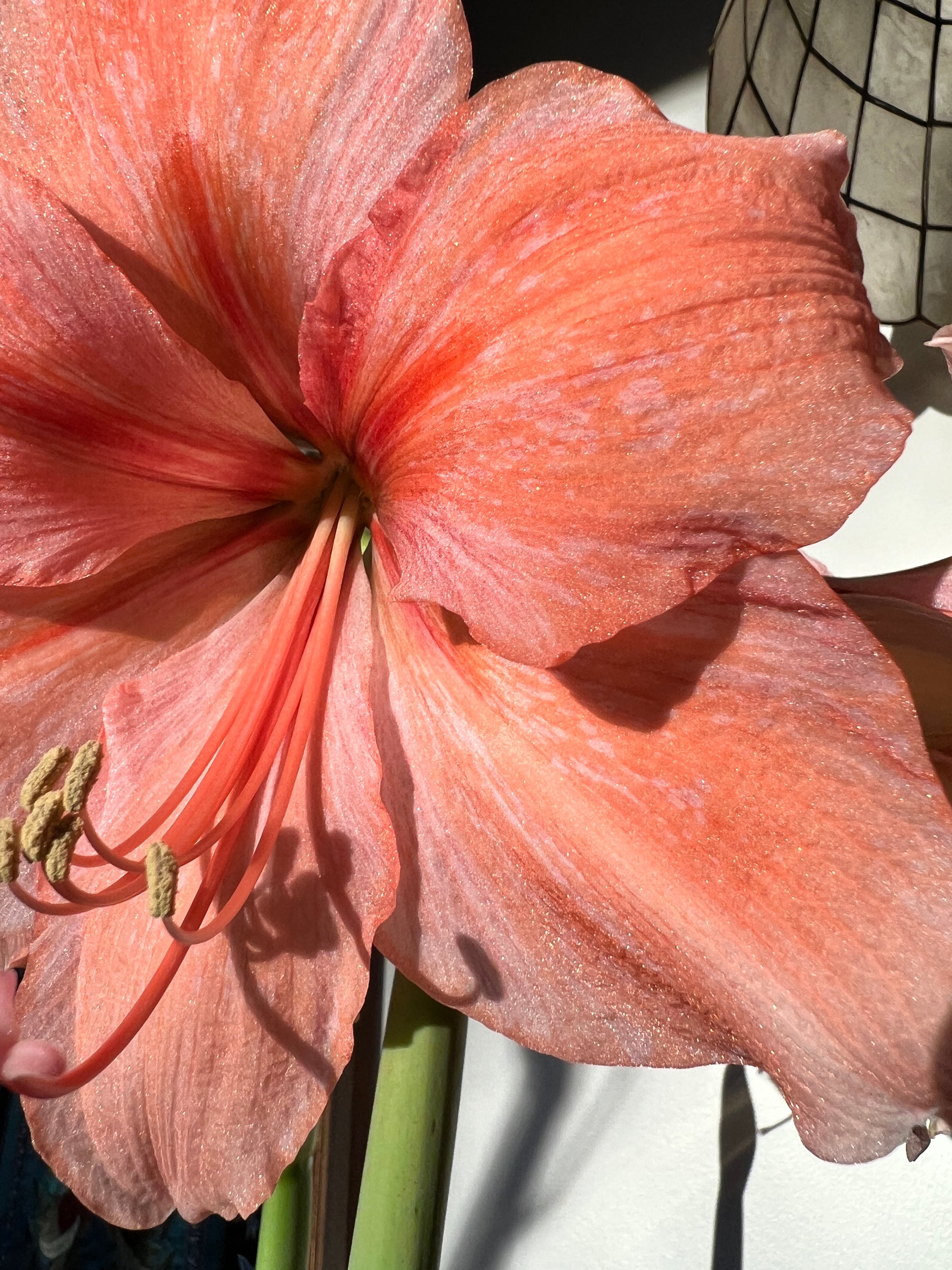 Amaryllis Rilona Flower Bulb