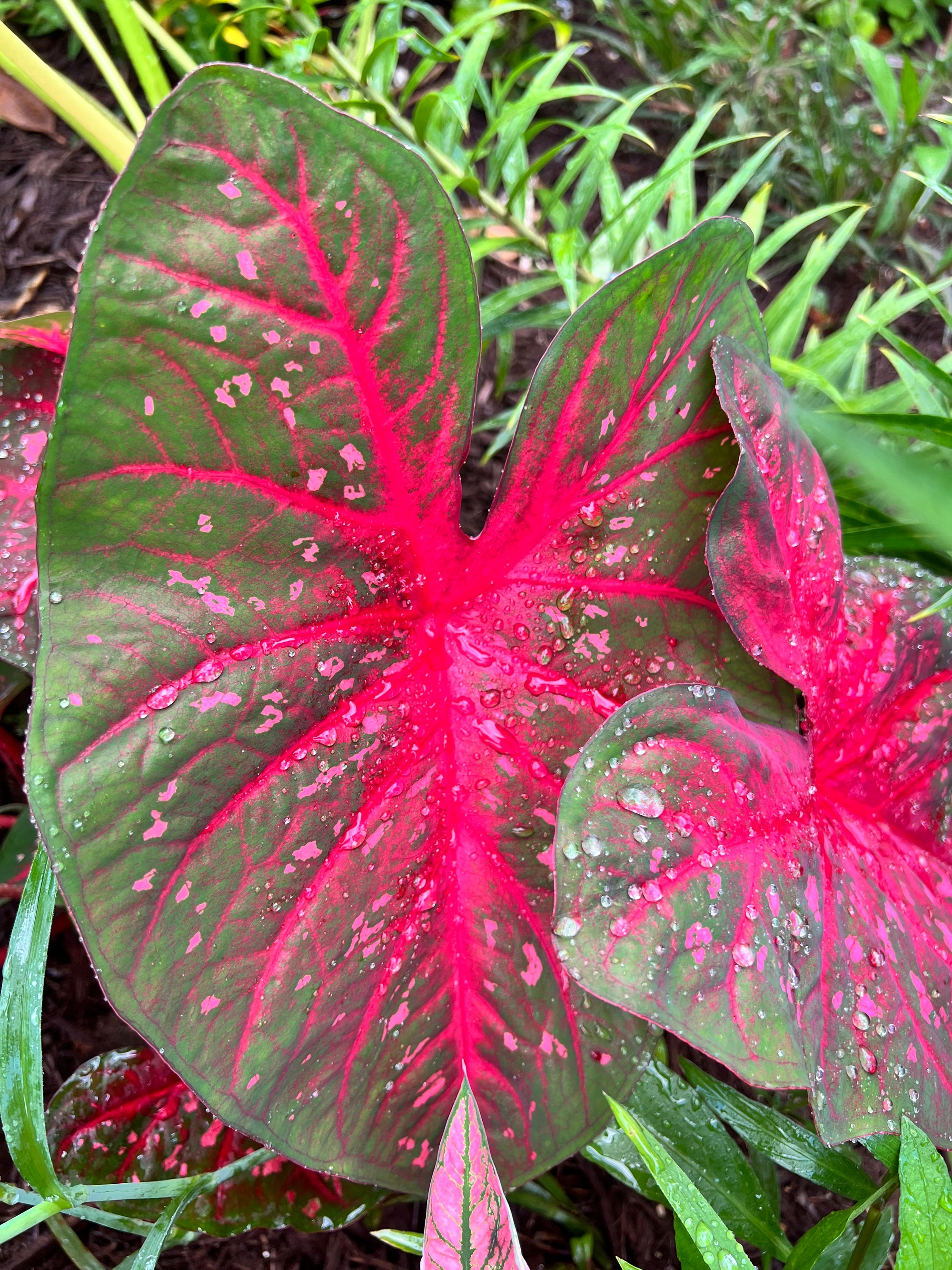 Red Flash Caladium (2 Bulbs)  ** Preorder for Spring 2024 **