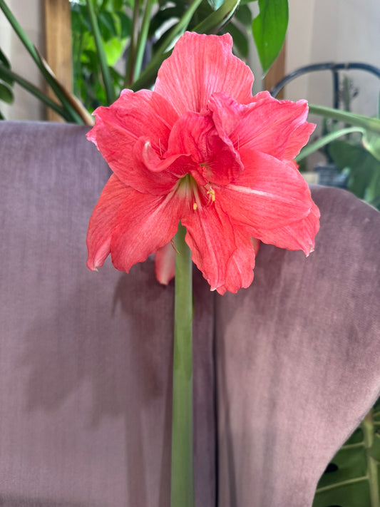 Close-up of a ballerina amaryllis flower from Blue Buddha Farm, showcasing its delicate pink and white petals in full bloom