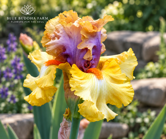 'Idle Rich' Bearded Iris