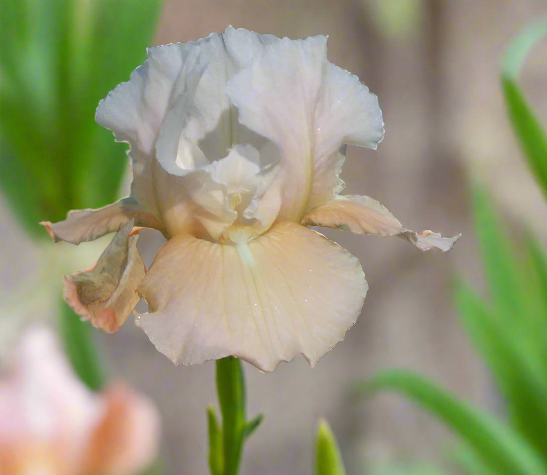 Smitten Kitten’ Intermediate Bearded Iris with crisp white standards and ruffled rose-pink falls, blooming at 22 inches tall.