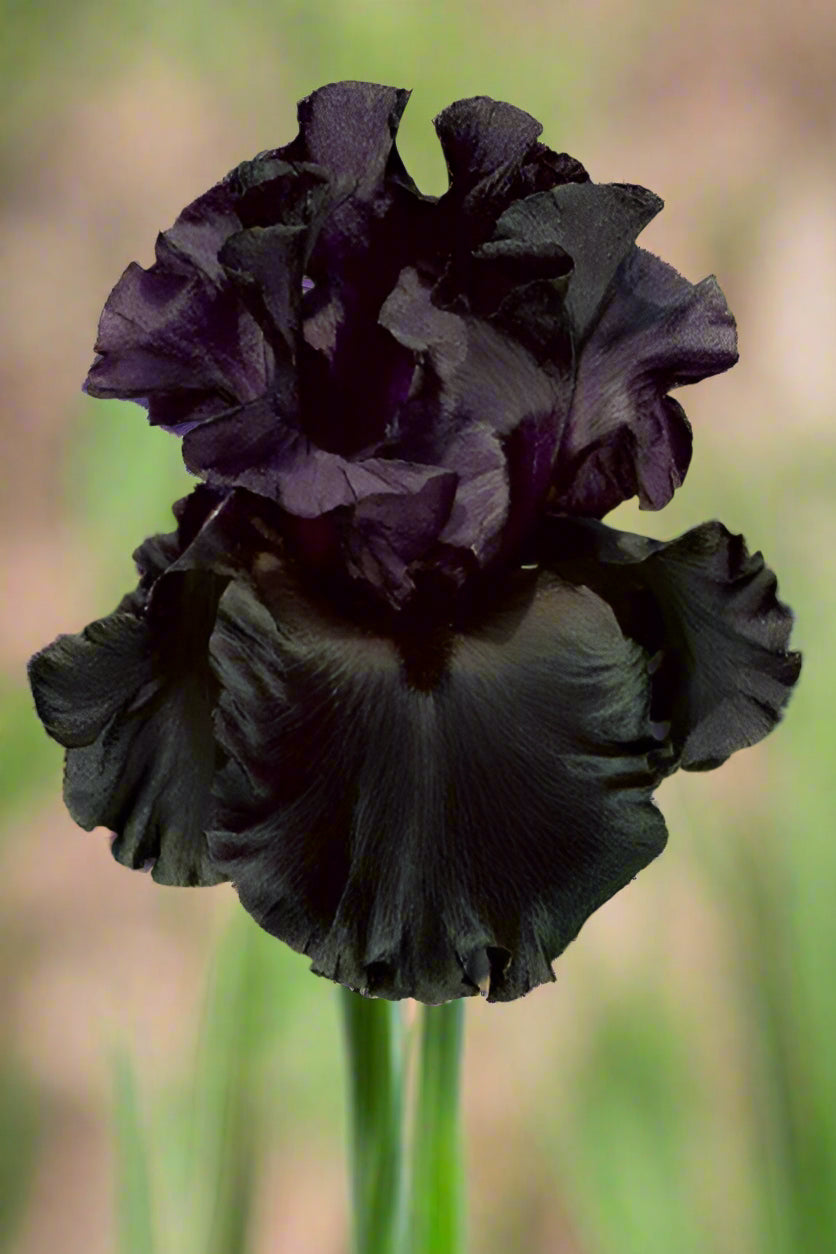 Tall Bearded Iris 'Raven Girl' with jet black ruffled blooms, preorder for fall from Blue Buddha Farm.