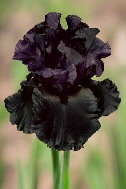 Tall Bearded Iris 'Raven Girl' with jet black ruffled blooms, preorder for fall from Blue Buddha Farm.