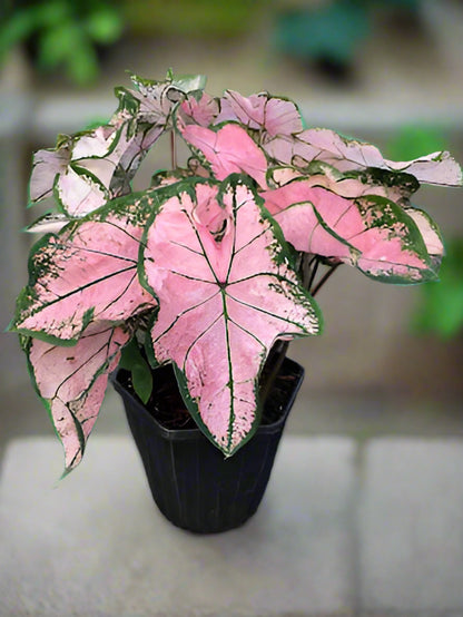 Pink Splash Caladium with translucent pink leaves, deep green veins, and heart-shaped elegance.