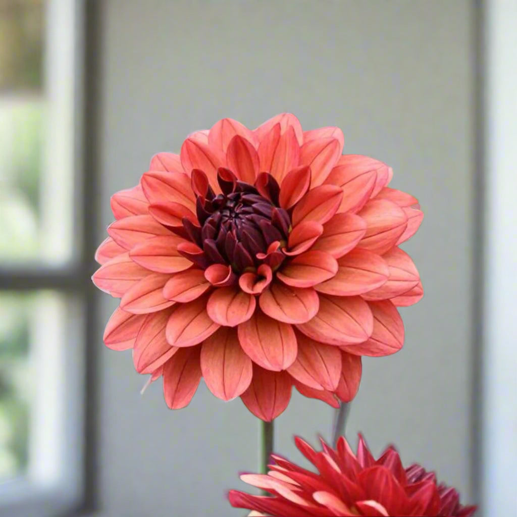 Close up of a Miss Miley dahlia in bloom