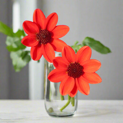 Single flower Pulp Fiction dahlia in a vase 