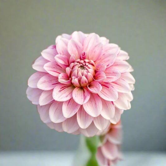 Dahlia ‘Strawberry Cream’ – A Coveted Bloom for Gardeners and Creatives