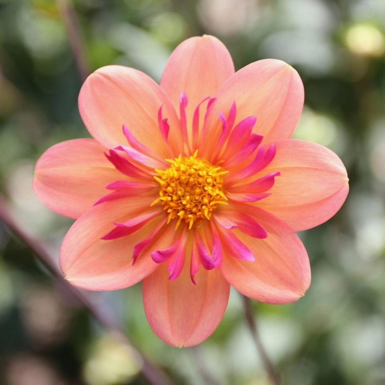 Dahlia ‘Kelsey Annie Joy’ Collerette Tuber *Preorder for Spring 2025*