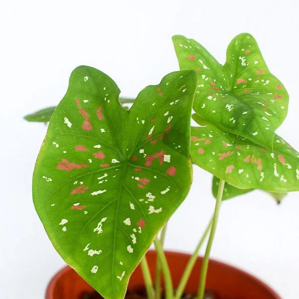 Close-up of a Florida Clown Caladium leaf, highlighting its unique bi-color polka dot pattern.