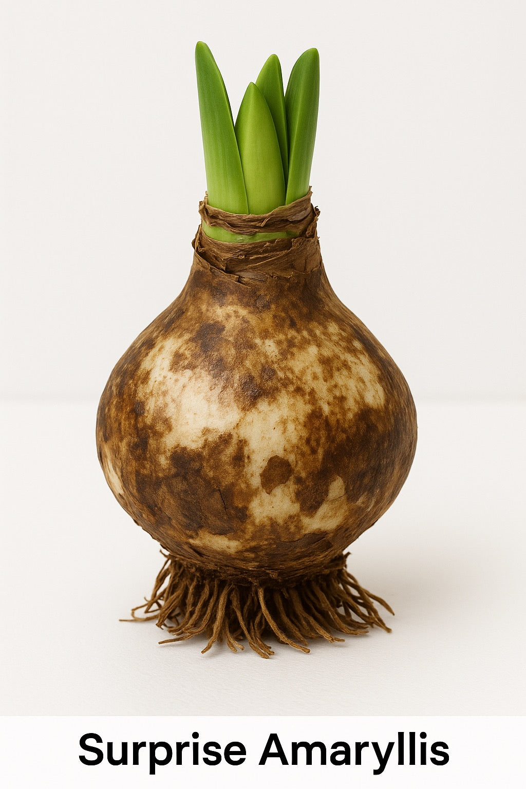 Surprise Amaryllis Bulb – A Beautiful Blooming Mystery!