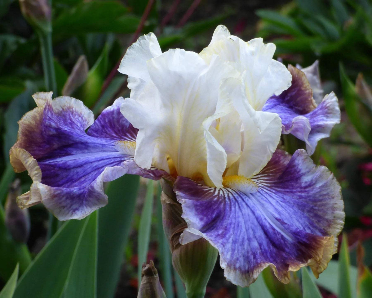 Coos Bay Tall Bearded Iris — stunning multicolored bloom in garden setting