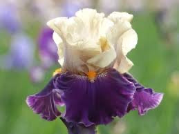 Centurion Suit Tall Bearded Iris — creamy standards above deep purple falls
