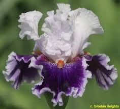 Bravery Tall Bearded Iris — blue-white standards above velvety blue-purple falls